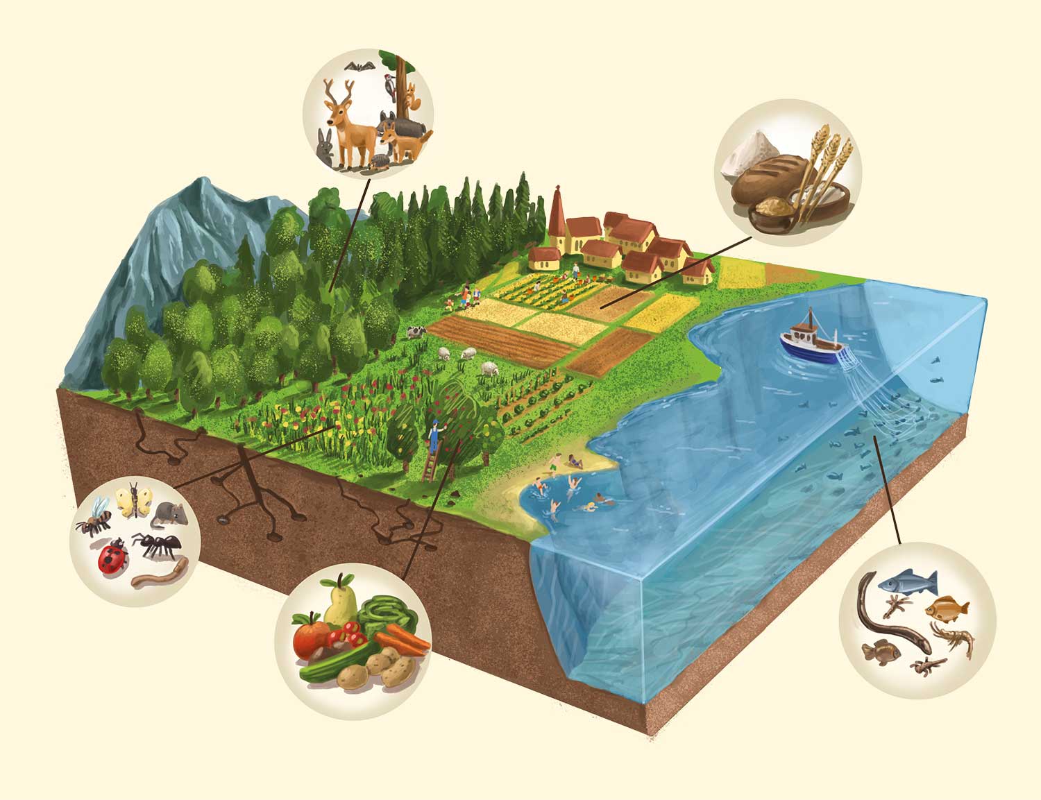 Infografik Biodiversität